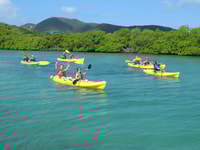 Saint Thomas, Mangrove Kayak y Snorkel Tour - Housity