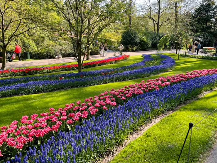 From Amsterdam Keukenhof Tulips and Windmills Guided Tour GetYourGuide