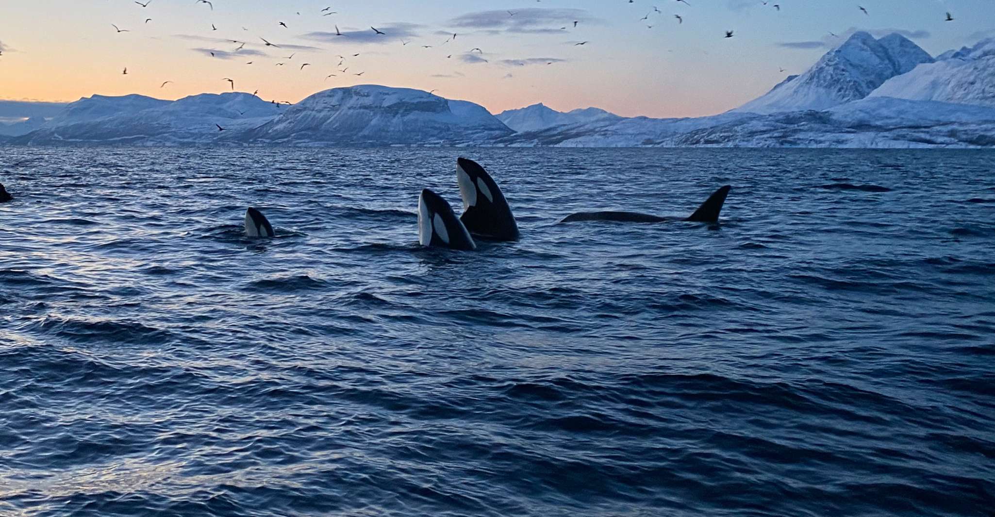 Skjervøy, Baleia e Orca assistindo Tour by Rib Boat - Housity