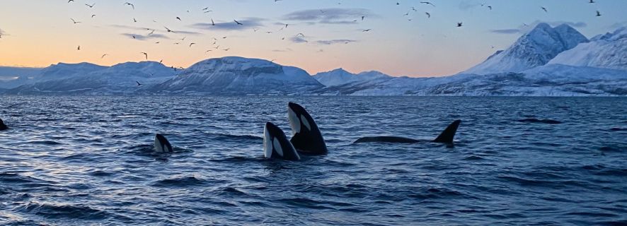 Skjervøy: Whale and Orca Watching Tour by RIB Boat