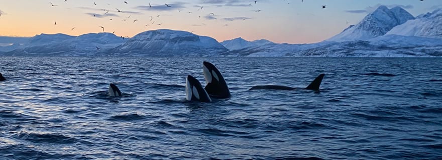 Skjervøy : Tour en bateau d'observation des baleines et des orques