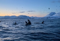 Skjervøy, balena e orca che guarda il tour su una barca a coste - Housity