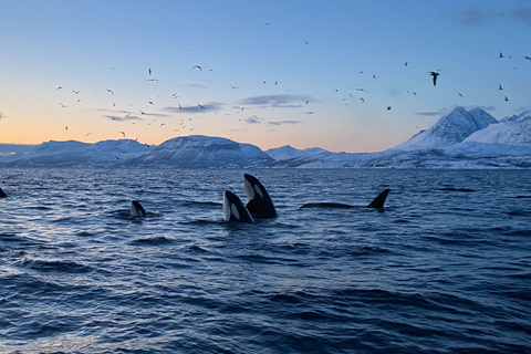 Skjervøy: Walvissen en Orka's kijken per RIB-bootSkjervøy: Whale Watching Tour per RIB-boot