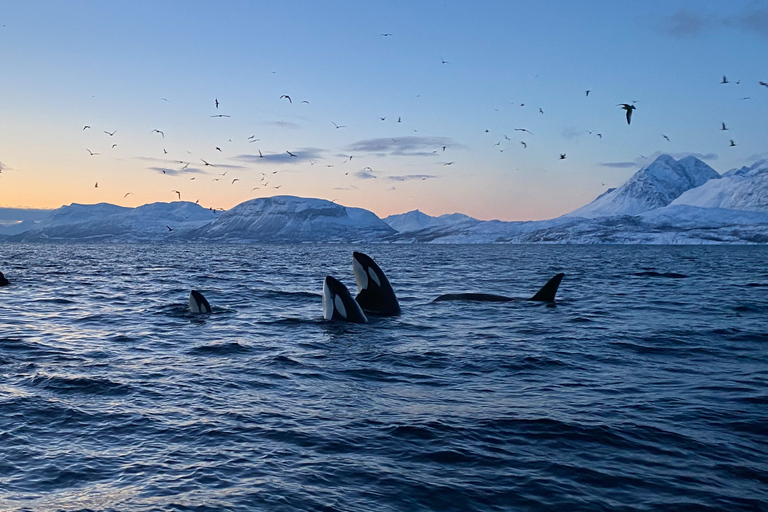 Skjervøy: Walvissen en Orka's kijken per RIB-bootSkjervøy: Whale Watching Tour per RIB-boot