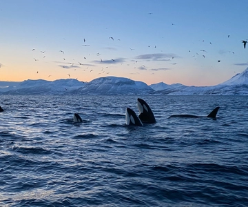 Skjervøy: Whale and Orca Watching Tour by RIB Boat