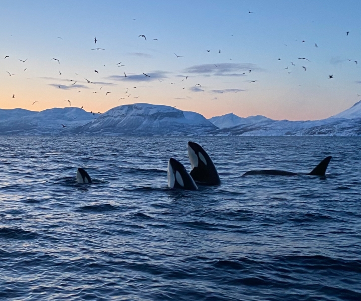 Skjervøy: passeio de observação de baleias e orcas de barco RIB