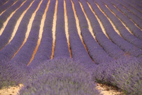 Von Aix-en-Provence aus: Lavendel-Erlebnis & Gorges du VerdonLavendel-Erlebnis, Gorges du Verdon