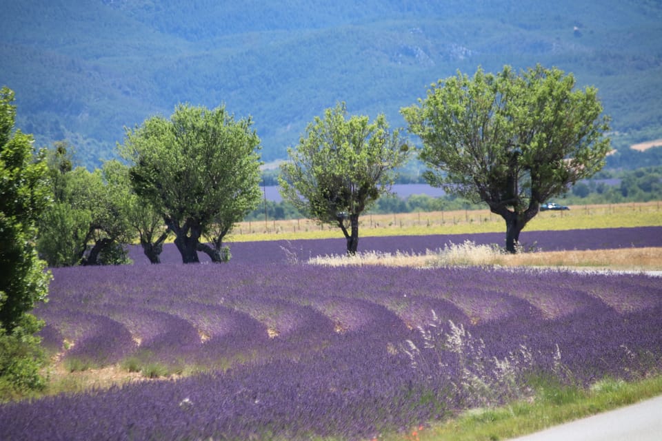 Desde Aix En Provence Experiencia De La Lavanda Y Gargantas Del Verdon