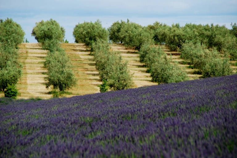 Von Aix-en-Provence aus: Lavendel-Erlebnis & Gorges du VerdonLavendel-Erlebnis, Gorges du Verdon