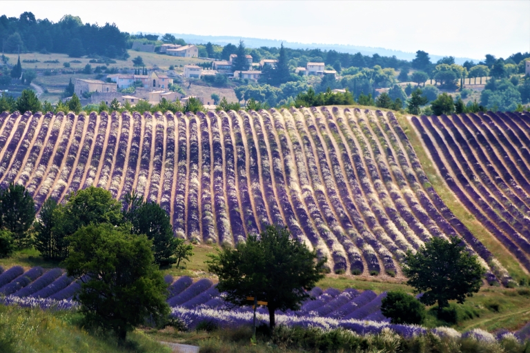 From Aix en Provence: Private Tour of Sault in Van Lavender in Sault