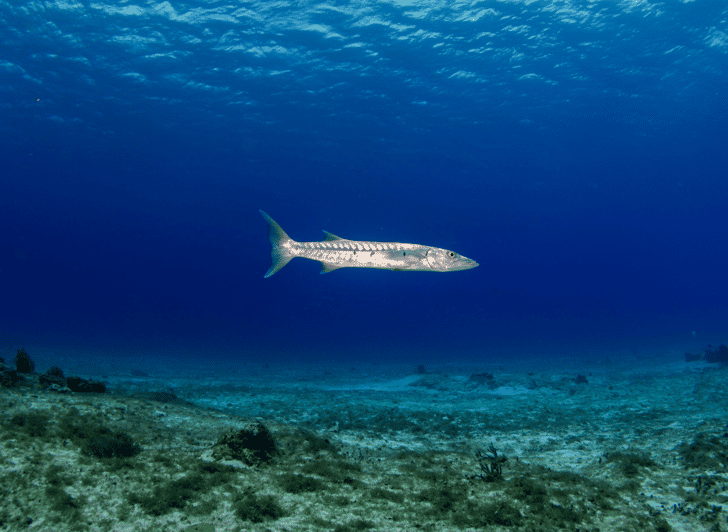 San Miguel de Cozumel: Curso de Actualización de Buceo PADI | GetYourGuide