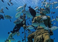 Isla de San Andrés, Curso Personalizado de Mini Buceo - Hizvo