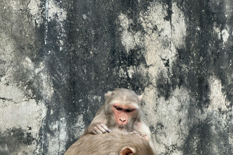 جايبور: جولة إرشادية في معبد القرد ومعبد الشمس