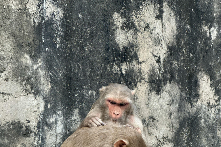 جايبور: جولة إرشادية في معبد القرد ومعبد الشمس