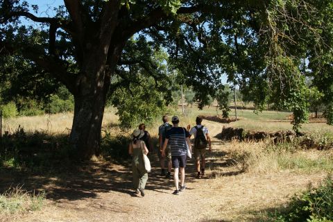 Siena: Country Trek with Olive Oil Tasting and Farm Lunch