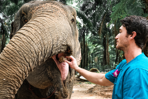 Krabi: Elephant Feeding Program Ao Nang: Elephant Feeding Program