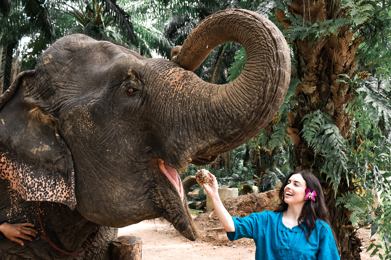 Krabi: Elephant Feeding Program Ao Nang: Elephant Feeding Program