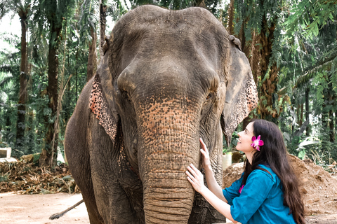 Krabi: Elephant Feeding Program Ao Nang: Elephant Feeding Program