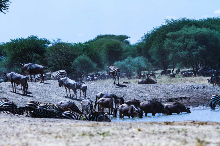 Tanzania: Private Group Serengeti Safari5 Days Tanzania Private Group Safari