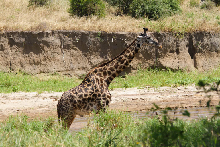 Tanzania: Private Group Serengeti Safari5 Days Tanzania Private Group Safari