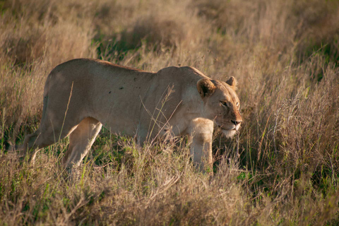 Tanzania: Private Group Serengeti Safari5 Days Tanzania Private Group Safari