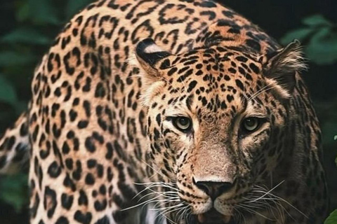 Nairobi National Park Scenic Wildlife-Packed Half-Day safari