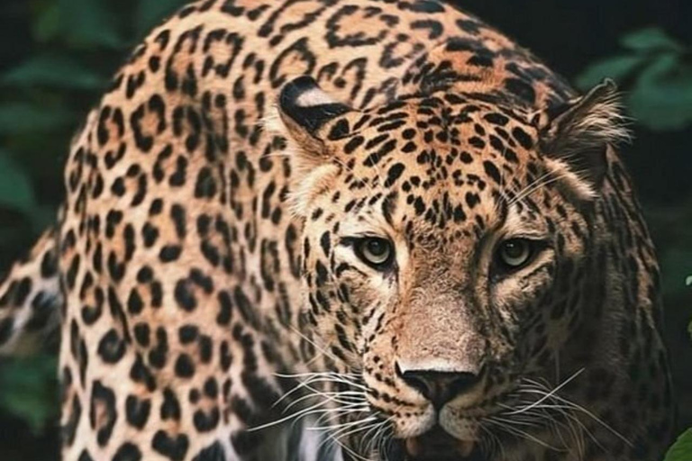 Nairobi National Park Scenic Wildlife-Packed Half-Day safari