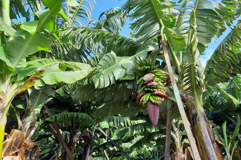 Madeira: Private Banana Farm Tour met pick-upOphalen Funchal, Caniço, Cma Lobos