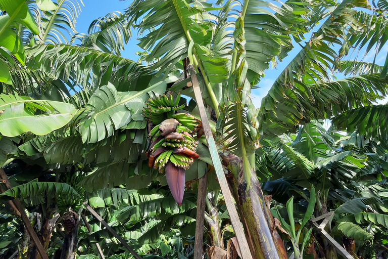 Madeira: Private Banana Farm Tour met pick-upOphalen Funchal, Caniço, Cma Lobos