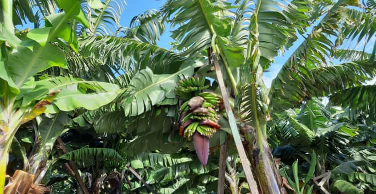 Madeira: Private Banana Farm Tour with Pickup | GetYourGuide