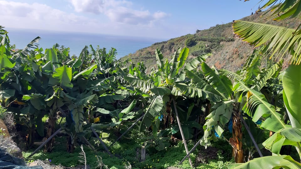 Madeira: Privé Bananenplantage Tour met Pickup | GetYourGuide