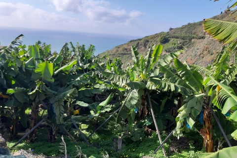 Madeira: Private Banana Farm Tour with Pickup Pick Up SouthWest Madeira