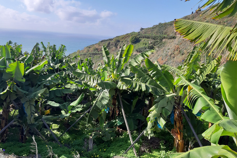 Madeira: Private Banana Farm Tour with PickupPick Up SouthWest Madeira