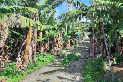 Madeira: Private Banana Farm Tour with PickupPick Up SouthWest Madeira