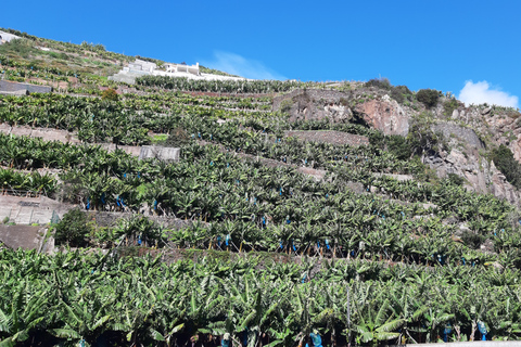 Madeira: Private Banana Farm Tour met pick-upOphalen Funchal, Caniço, Cma Lobos