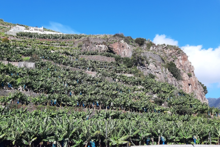 Madeira: Private Bananenfarm-Tour mit AbholungAbholung Funchal, Caniço, Cma Lobos