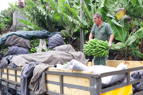 Madeira: Private Bananenfarm-Tour mit AbholungAbholung Funchal, Caniço, Cma Lobos