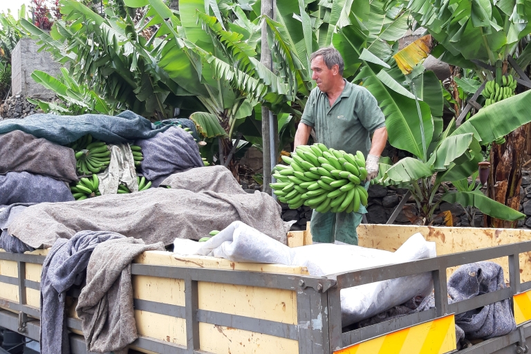 Madeira: Private Bananenfarm-Tour mit AbholungNord/Süd Ost Madeira Abholung