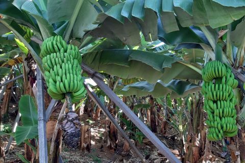 Madeira: Private Banana Farm Tour with Pickup