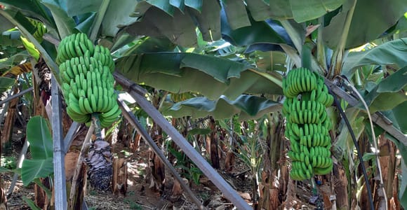 Madeira: Private Bananentour mit Bananenmuseum