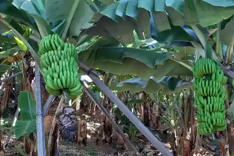 Madeira: Tour privado de la plantación de plátanos con servicio de recogida