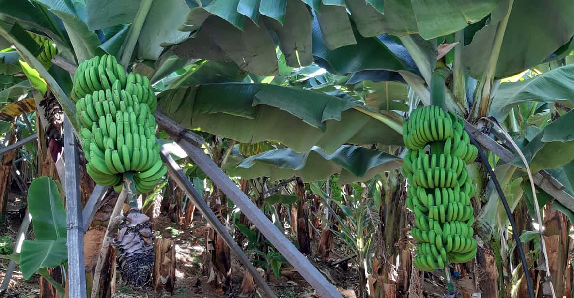 Porta occhiali Bananas 