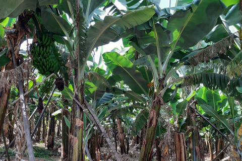 Madeira: Private Banana Farm Tour met pick-upOphalen Funchal, Caniço, Cma Lobos