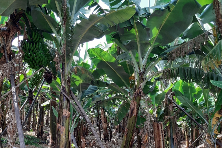 Madeira: Private Bananenfarm-Tour mit AbholungAbholung SüdWest Madeira