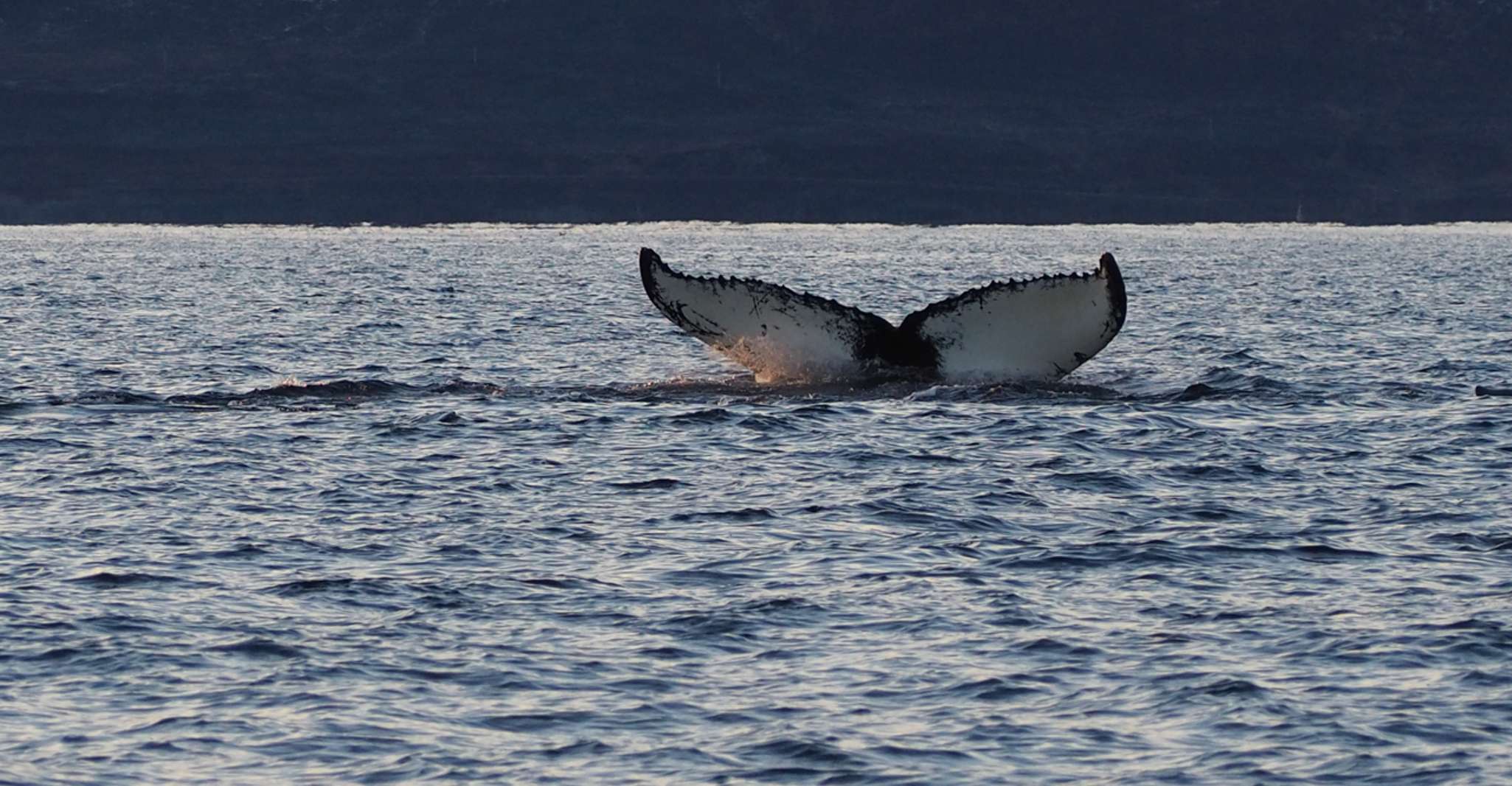 Skjervøy, Baleia e Orca assistindo Tour by Rib Boat - Housity