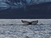 Skjervøy, balena e orca che guarda il tour su una barca a coste - Housity