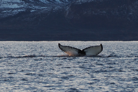 Skjervøy: Walvissen en Orka's kijken per RIB-bootSkjervøy: Whale Watching Tour per RIB-boot