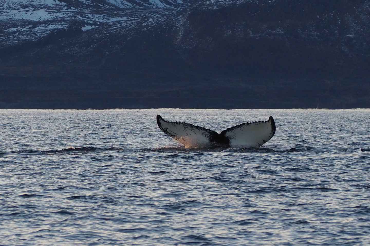 Skjervøy: Whale and Orca Watching Tour by RIB Boat