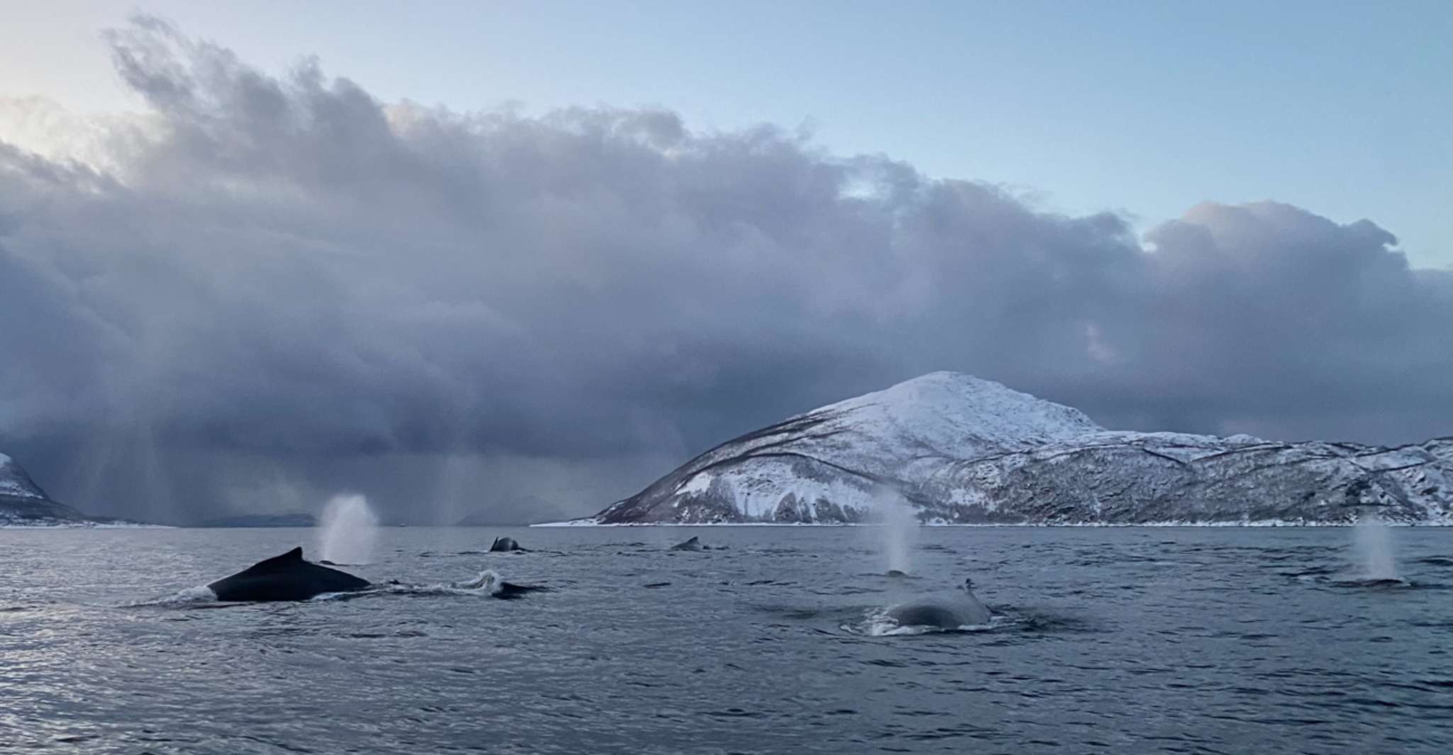Skjervøy, Baleia e Orca assistindo Tour by Rib Boat - Housity