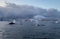 Skjervøy, balena e orca che guarda il tour su una barca a coste - Housity